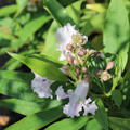 Chitalpa tashkentensis 'Summer Bells' Schmalbl�ttriger Trompetenbaum, Baumoleander 'Summer Bells'