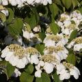 Viburnum plicatum Darts Red Robin