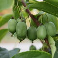 Minikiwi 'Super Issai' (Actinidia arguta) Traubenkiwi