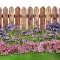 Staudenbeet Zeichnung 'Rosa Harmonie' - In der dargestellten Zeichnung werden alle Pflanzen bl�hend gezeigt, was nat�rlich nicht realistisch ist. Tats�chlich ist die Pflanzenliste so gew�hlt, dass �ber einen langen Zeitraum immer etwas bl�ht.