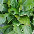 Zier-S�sskartoffel, Sugabeauty� 'Little Lady Hostaleaf'�, Ipomoea batatas