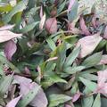 Zier-S�sskartoffel, Sugabeauty� 'Orange Lady'�, Ipomoea batatas