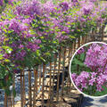 Zwergflieder, Syringa Bloomerang Dark Purple, Bl�te im April, Bl�tenstrauch