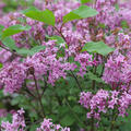 Zwergflieder St�mmchen, Syringa Bloomerang Dark Purple, Bl�te im April, Bl�tenstrauch