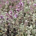 Thymus x citriodorus 'Silver Queen' Wei�randiger-Zitronen-Thymian
