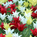 Triumph-Tulpen-Mischung 'Tres Chic Festival'�, Tulipa 'Tres Chic Festival'