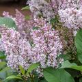 Ungarischer Flieder, Syringa josikaea