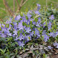 Vinca minor blau, immergr�n