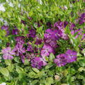 Vinca minor violett, Immergr�n