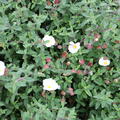 Weiche Zistrose Cistus obtusifolius
