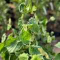 Zierhasel 'Twister', Corylus avellana 'Twister'