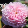 �fterbl�hende Ramblerrose 'The Albrighton Rambler'