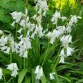 Spanisches Hasengl�ckchen 'Alba Maxima', Hyacinthoides hispanica 'Alba Maxima'