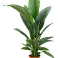 Spathiphyllum 'Sensation', Busch, im 24cm Topf, H�he 110cm, Breite 100cm
