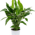 Spathiphyllum 'Sweet Lauretta', Busch, im 24cm Topf, H�he 90cm, Breite 60cm