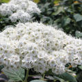 Japanischer Spierstrauch Double Play Blue Kazoo, Spiraea Double Play Blue Kazoo