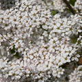 Fr�hlingsspiere 'Fujino Pink' (Spiraea thunbergii 'Fujino Pink')
