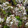 Spiraea thunbergii 'Fujino Pink', im zeitigen Fr�hjahr gepflanzt, bereits im ersten Jahr wundersch�ne Bl�ten
