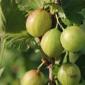 Stachelbeere Crispa� 'Greenling'�