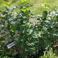Stachelbeere Easycrisp� Lady Sun (fast) dornenlos, Ribes uva crispa