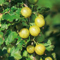 Stachelbeerst�mmchen Easycrisp� Lady Sun (dornenlos)