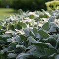 Stachys byzantina 'Silver Carpet'