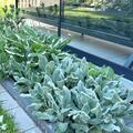 Stachys byzantina 'Silver Carpet', Stachys byzantina 'Silver Carpet'