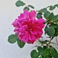 Stammrose 'Thomas � Becket�', Englische Rose 'Thomas � Becket�'