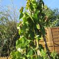 Stangenbohnen 'Neckark�nigin', Phaseolus vulgaris var. vulgaris