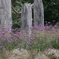 Verbena bonariense Lubera