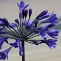 Agapanthus Hybride 'Intermedia'