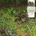 Staudenbeet 'Schatten & Trocken', Die Staudenkollektion f�r trockene und schattige Standorte; 42 Stauden f�r eine Beet von 2x3m, inkl. Pflanzplan