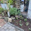 Staudenbeet 'Wasser nein danke', Im sonnigen Hangbeet erfreut die remontierende Iris mit anderen Sp�tsommer-bzw. Herbststauden 
