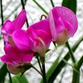 Staudenwicke 'Rote Perle', Lathyrus latifolius 'Rote Perle'