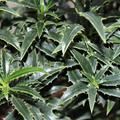 Ilex aquifolium 'Myrtifolia'  Laub