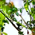 Strauchtomate OpenSky� 'Schlingel Moritz'� , Solanum lycopersicum