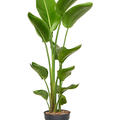 Strelitzia nicolai 2PP in P24, Tuff, im 24cm Topf, H�he 140cm, Breite 50cm