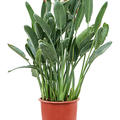 Strelitzia reginae (110-140), Tuff (mit Blumen-Knospen), im 34cm Topf, H�he 140cm, Breite 65cm