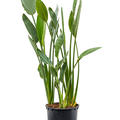 Strelitzia reginae, Tuff, im 34cm Topf, H�he 150cm, Breite 60cm