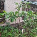 Switrus� Satsuma-Mandarine 'Ichangponsuma', Citrus ichangensis x (Poncirus trifoliata x Citrus unshiu)
