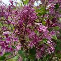 Syringa 'Bloomerang Dark Purple'� , Syringa 'Bloomerang Dark Purple'�