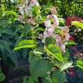 Syringa vulgaris 'Beauty of Moscow' ('Sch�ne von Moskau') XXL Pflanze, Syringa vulgaris