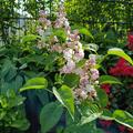 Syringa vulgaris 'Beauty of Moscow' ('Sch�ne von Moskau'), Syringa vulgaris
