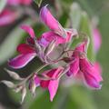 Lespedeza thunbergii Thunbergs Buschklee Bl�te