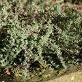 Thymus x cherlerioides 'Duftkissen' -R-