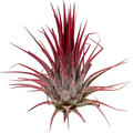 Tillandsia ionatha red 20/box, Airplant, H�he 8cm