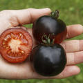 Tomate 'Indigo Rose' (Lycopersicon esculentum)