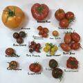 Tomaten 'Berner Rose' Samen, Solanum lycopersicum