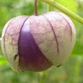 Tomatillo, Physalis ixocarpa