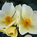 Rose 'Tottering by Gently', David Austin, englische Rose, einfachbl�hend, offene Bl�ten